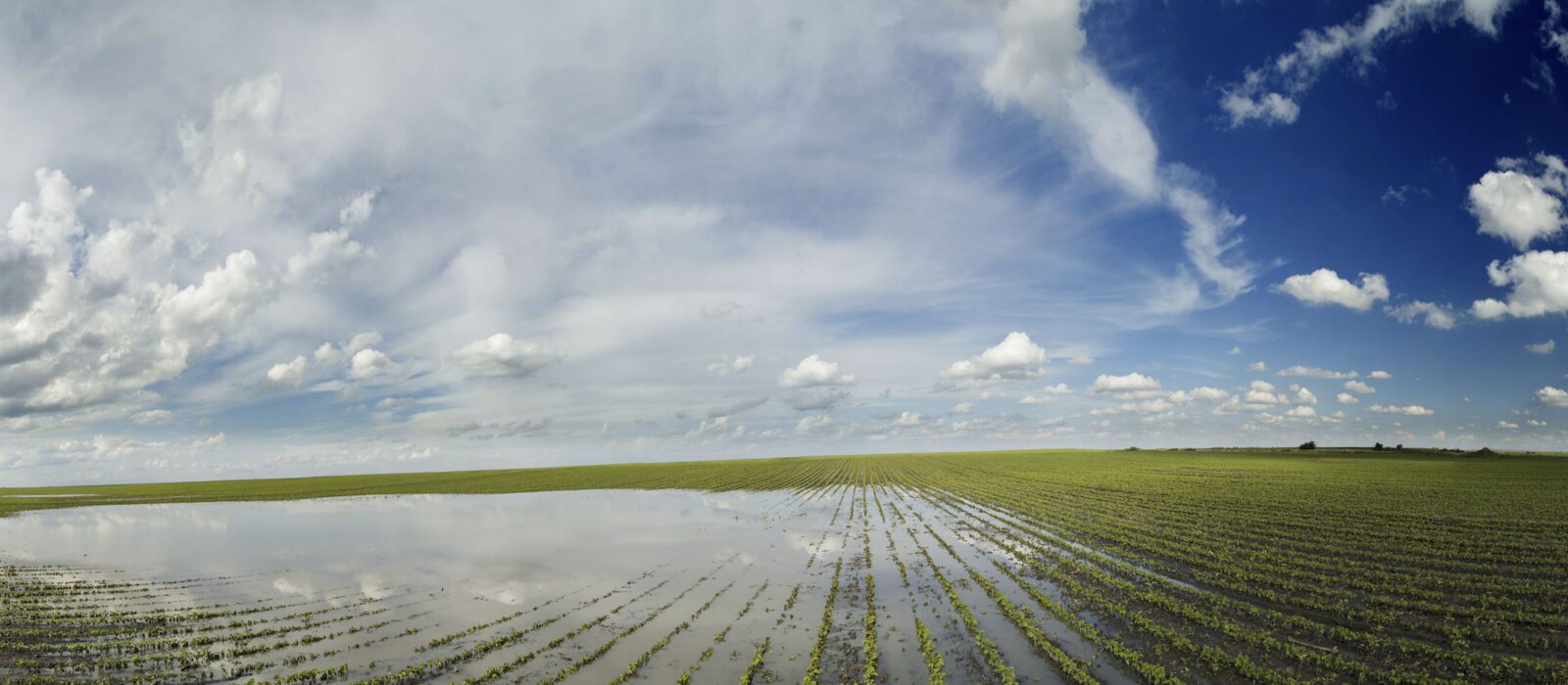 Agricultural,Disaster,,Panorama,Shot,Of,Flooded,Soybean,Crops.
